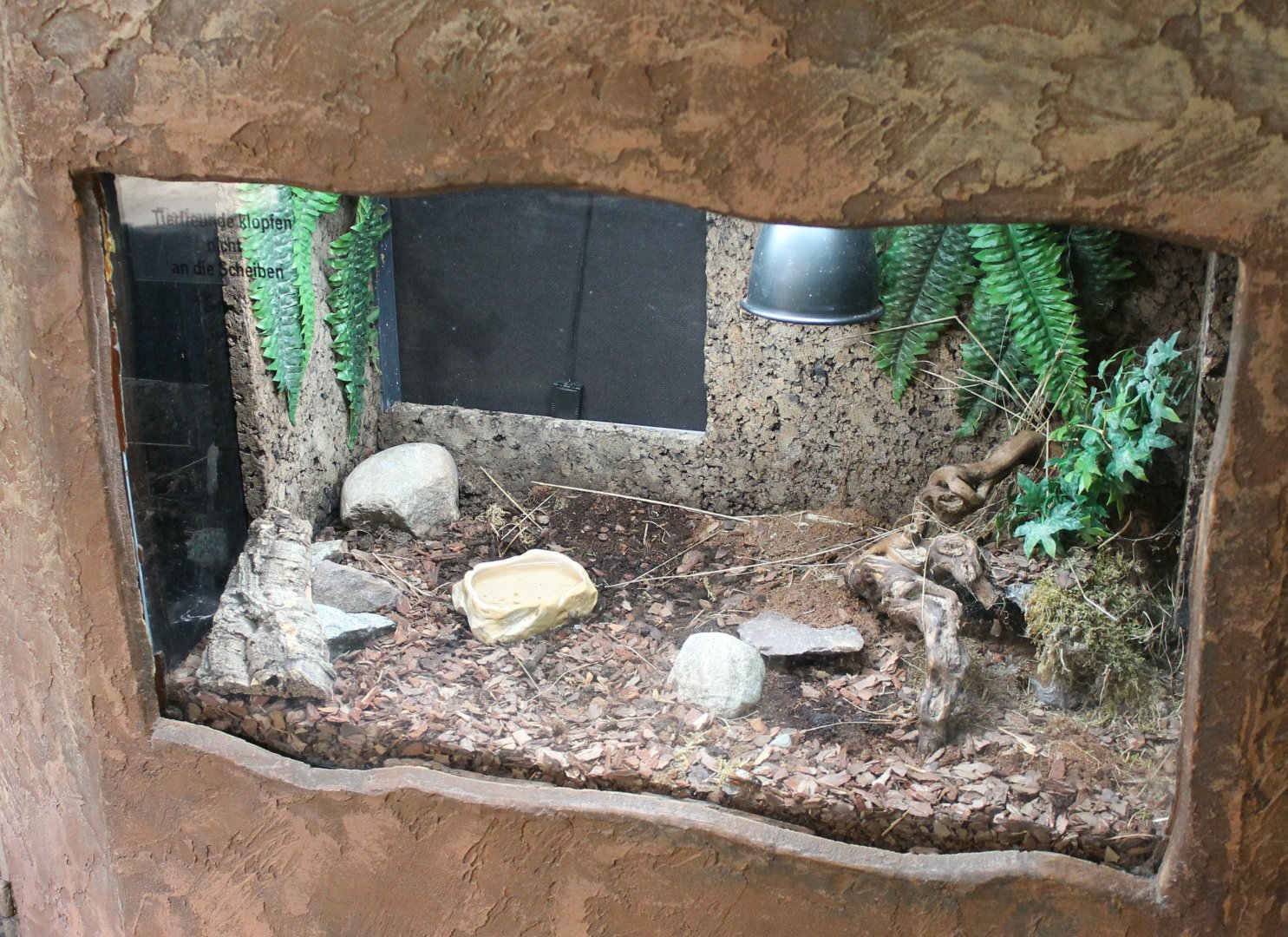 Enclosure Brazilian salmon pink tarantula