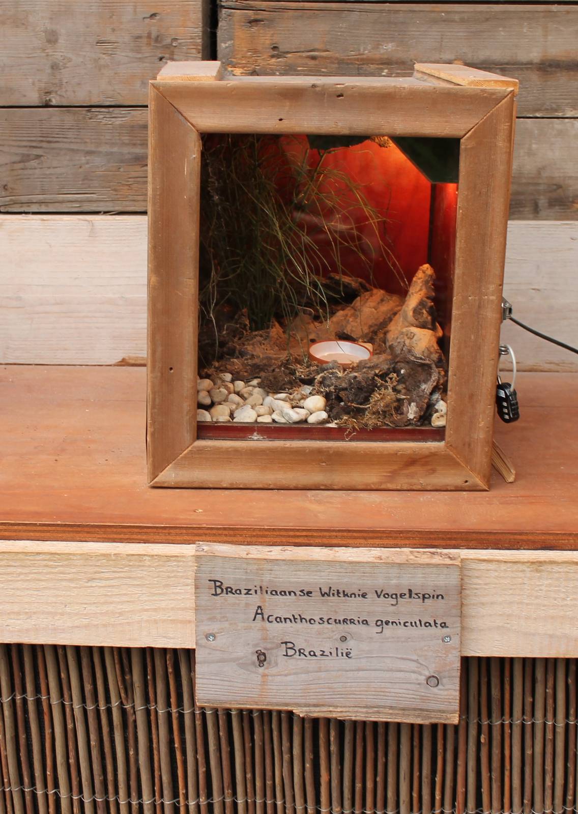 Enclosure Brazilian White-knee tarantula