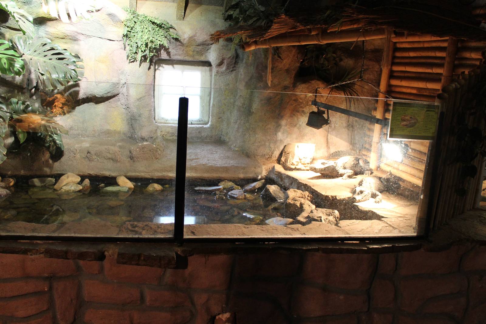 Enclosure breeding-pair African dwarf crocodile