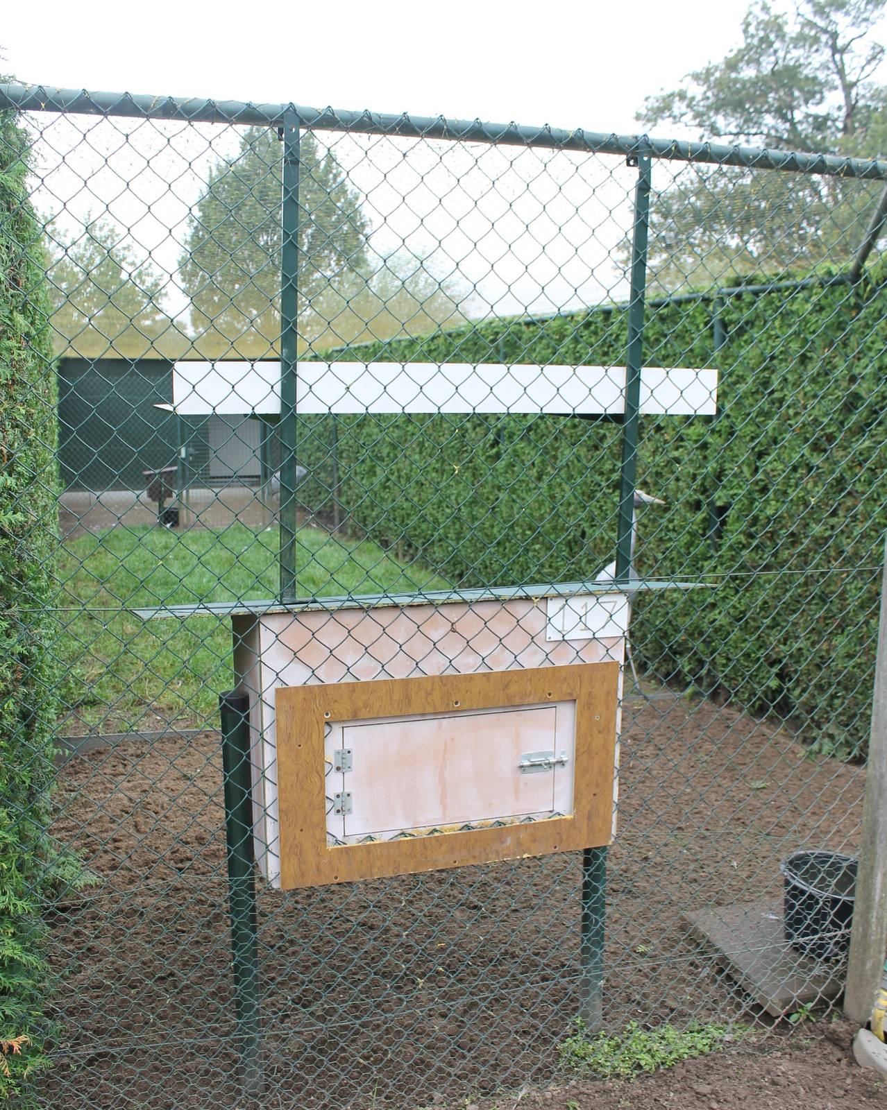 Enclosure Brolga or Australian crane