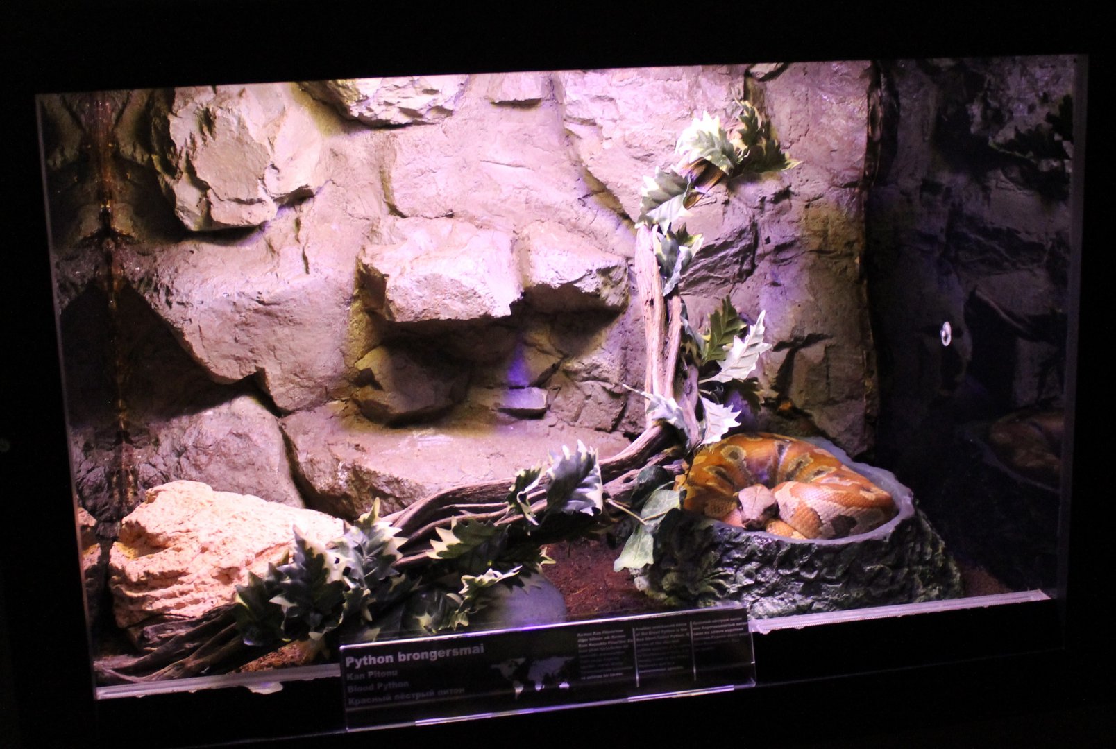Enclosure Brongersma blood python