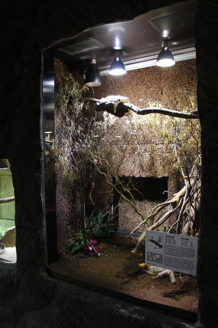 Enclosure Bronze skink