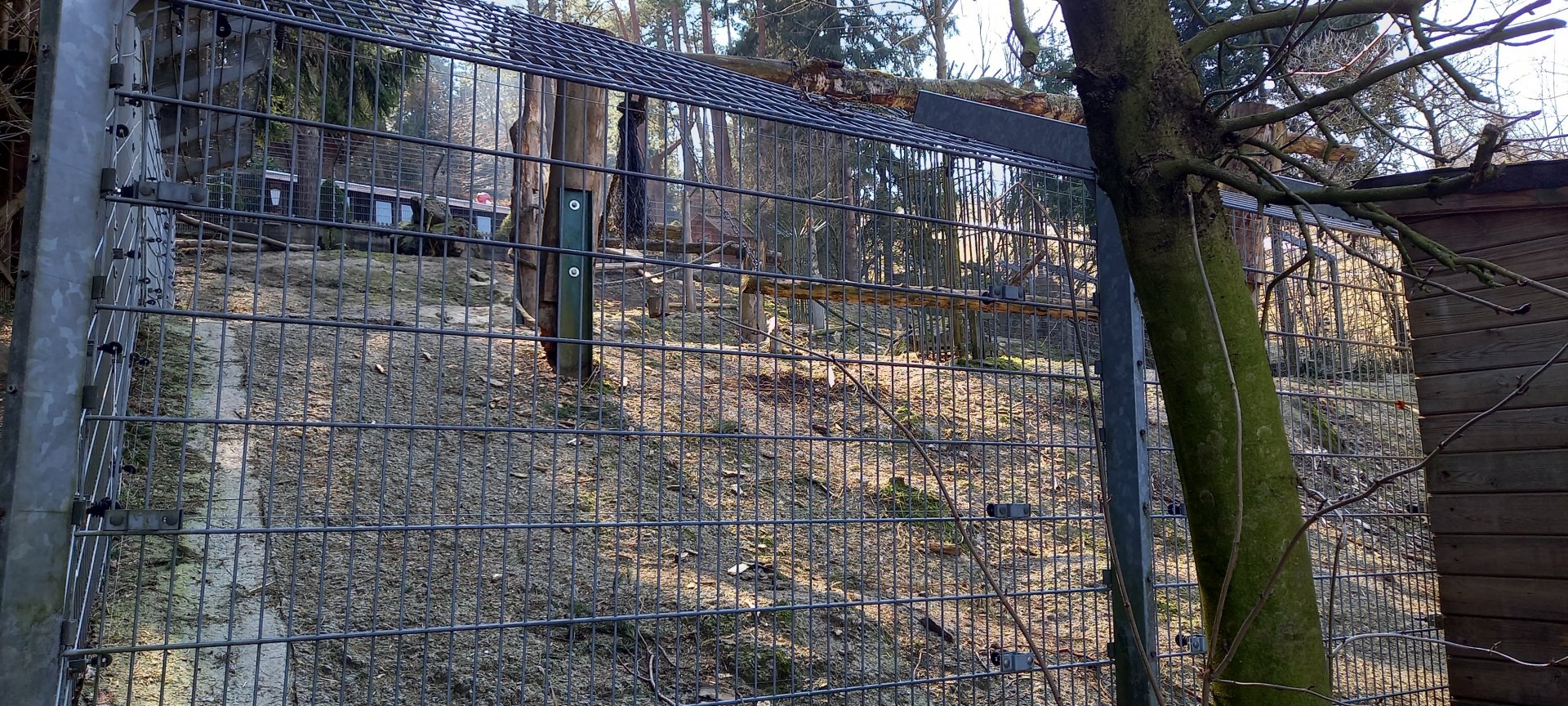 Enclosure Brown bear