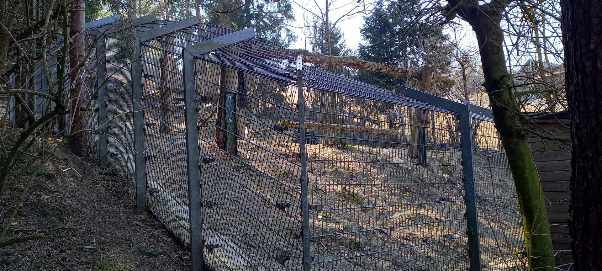 Enclosure Brown bear