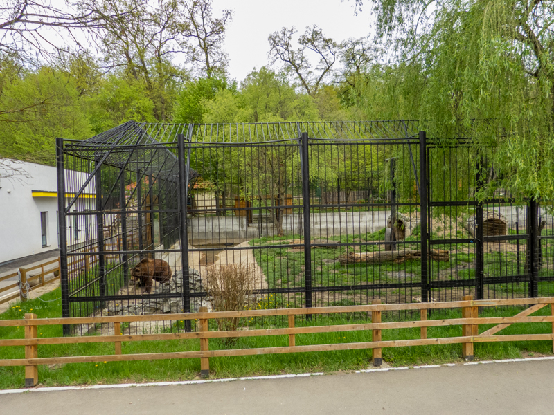 enclosure brown bear