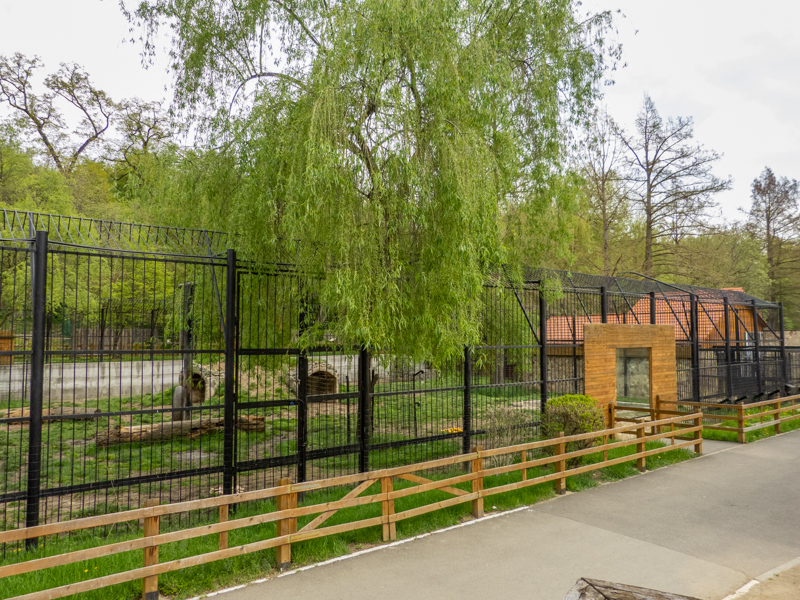 enclosure brown bear