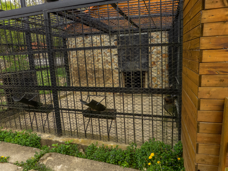 enclosure brown bear