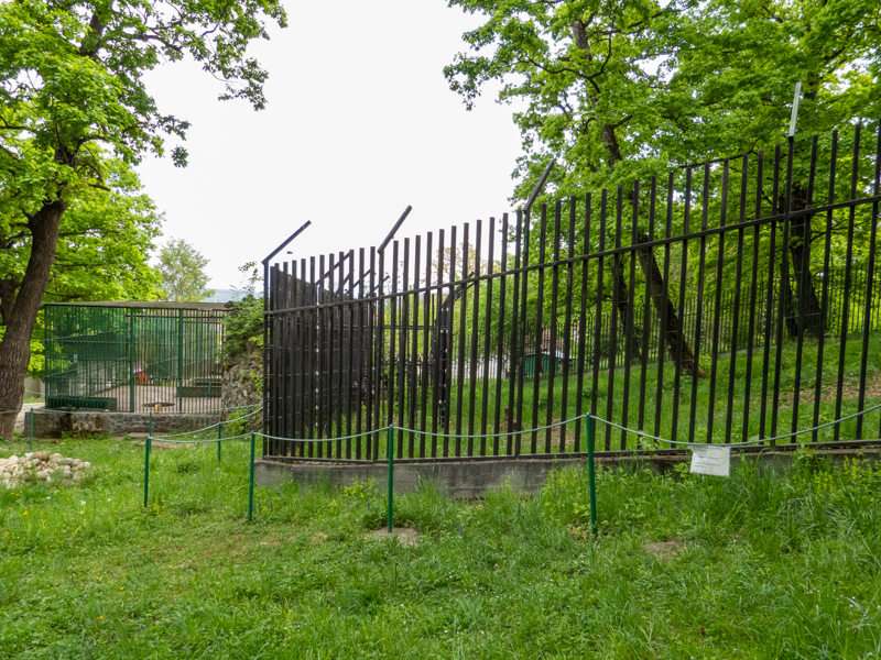 enclosure brown bear