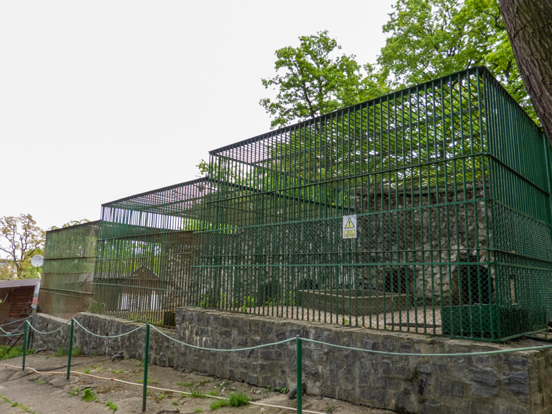 enclosure brown bear