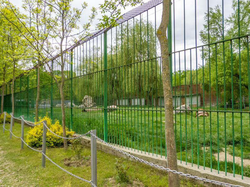 enclosure brown bear