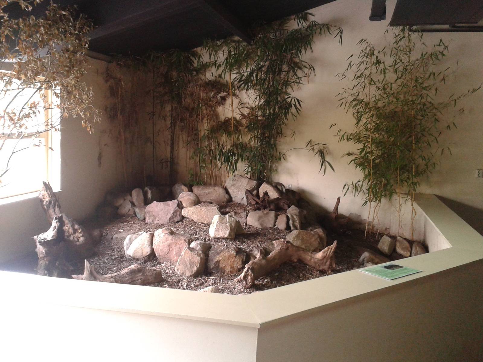 Enclosure Brush-tailed bettong