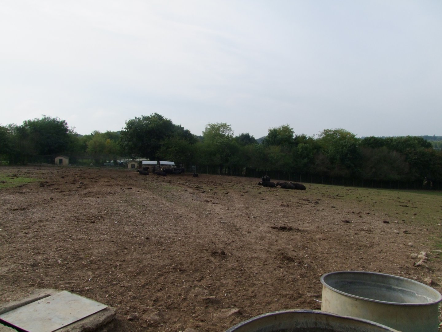 Enclosure Bubalus bubalis