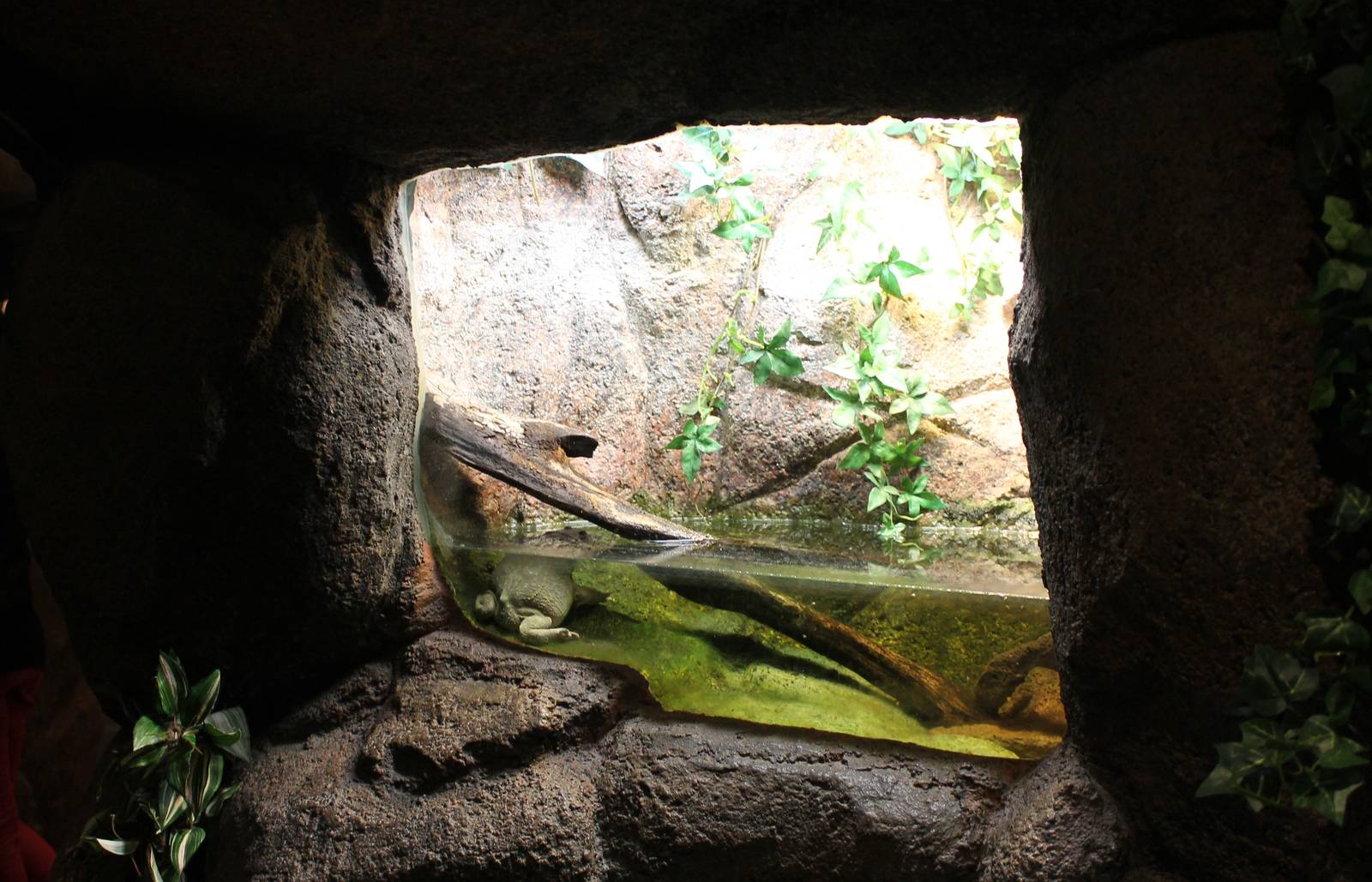 Enclosure Budgett's frog