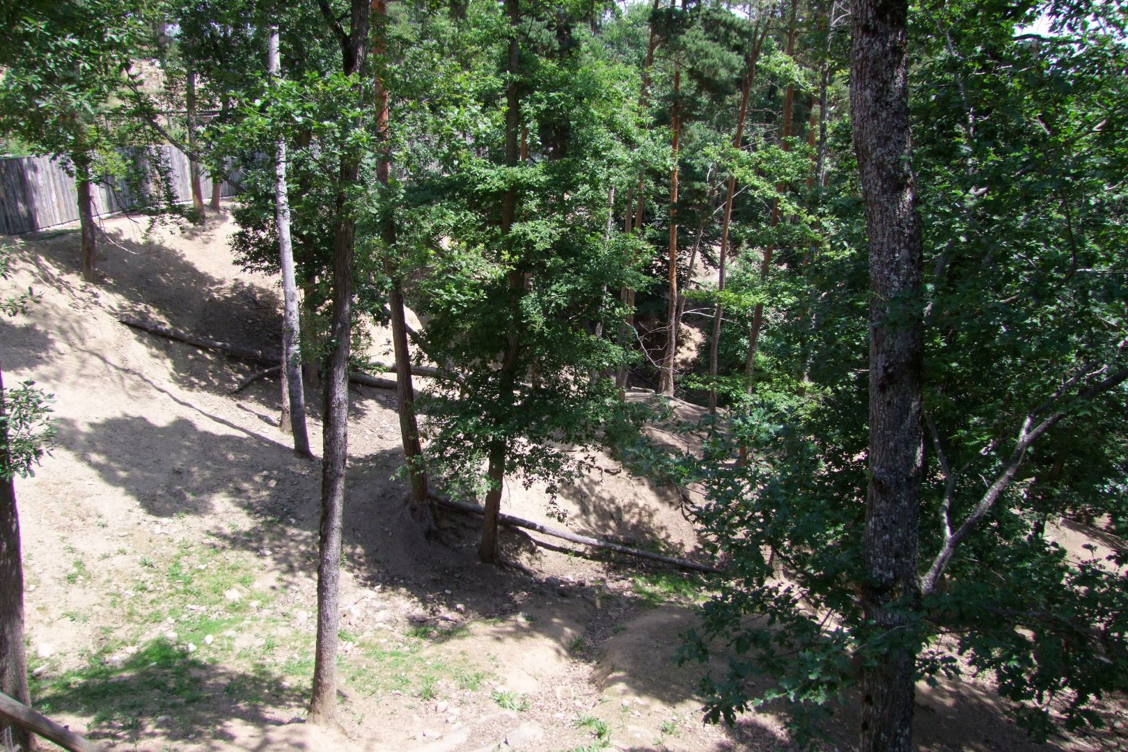 Enclosure Budorcas taxicolor