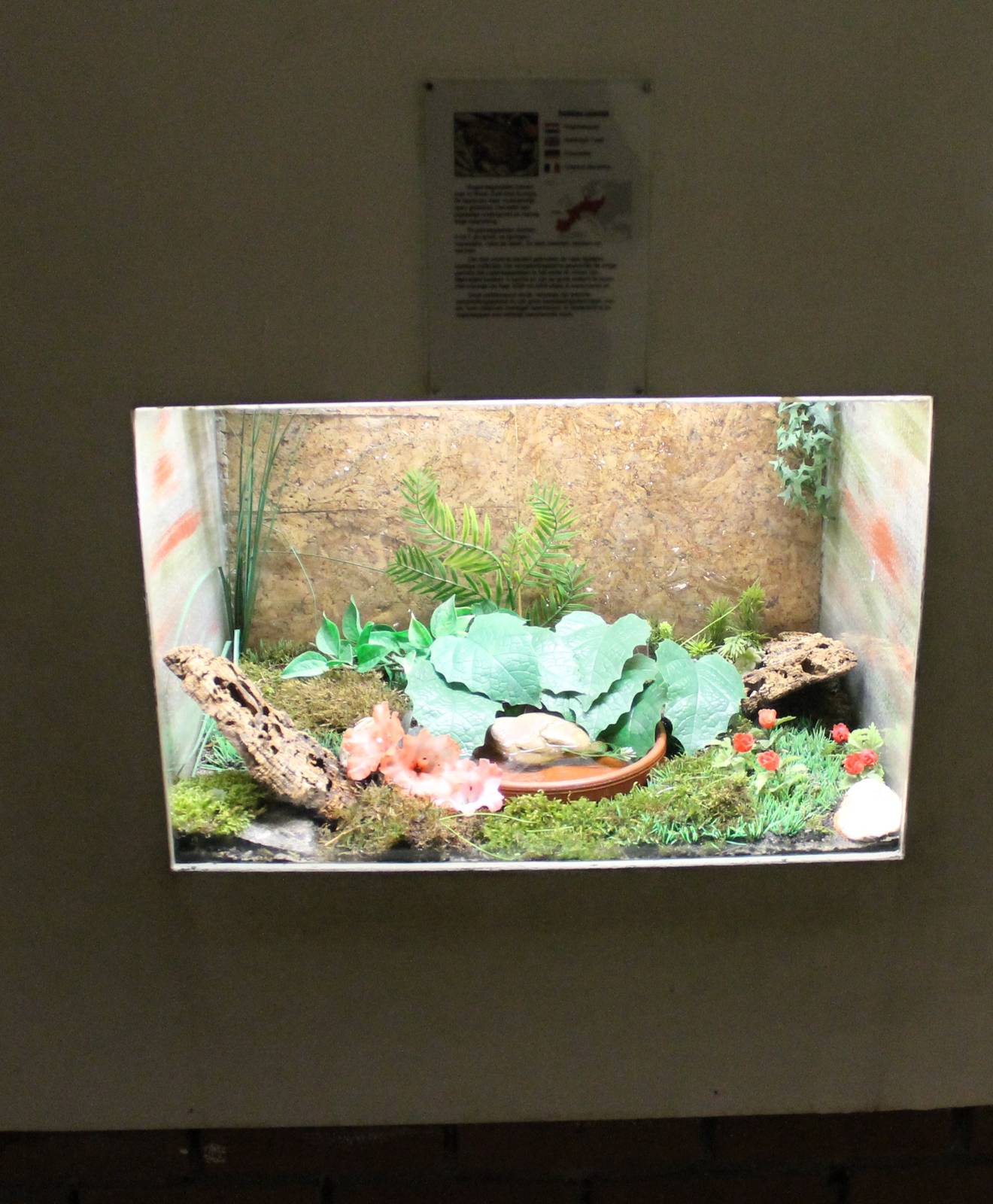 Enclosure Bufo calamita