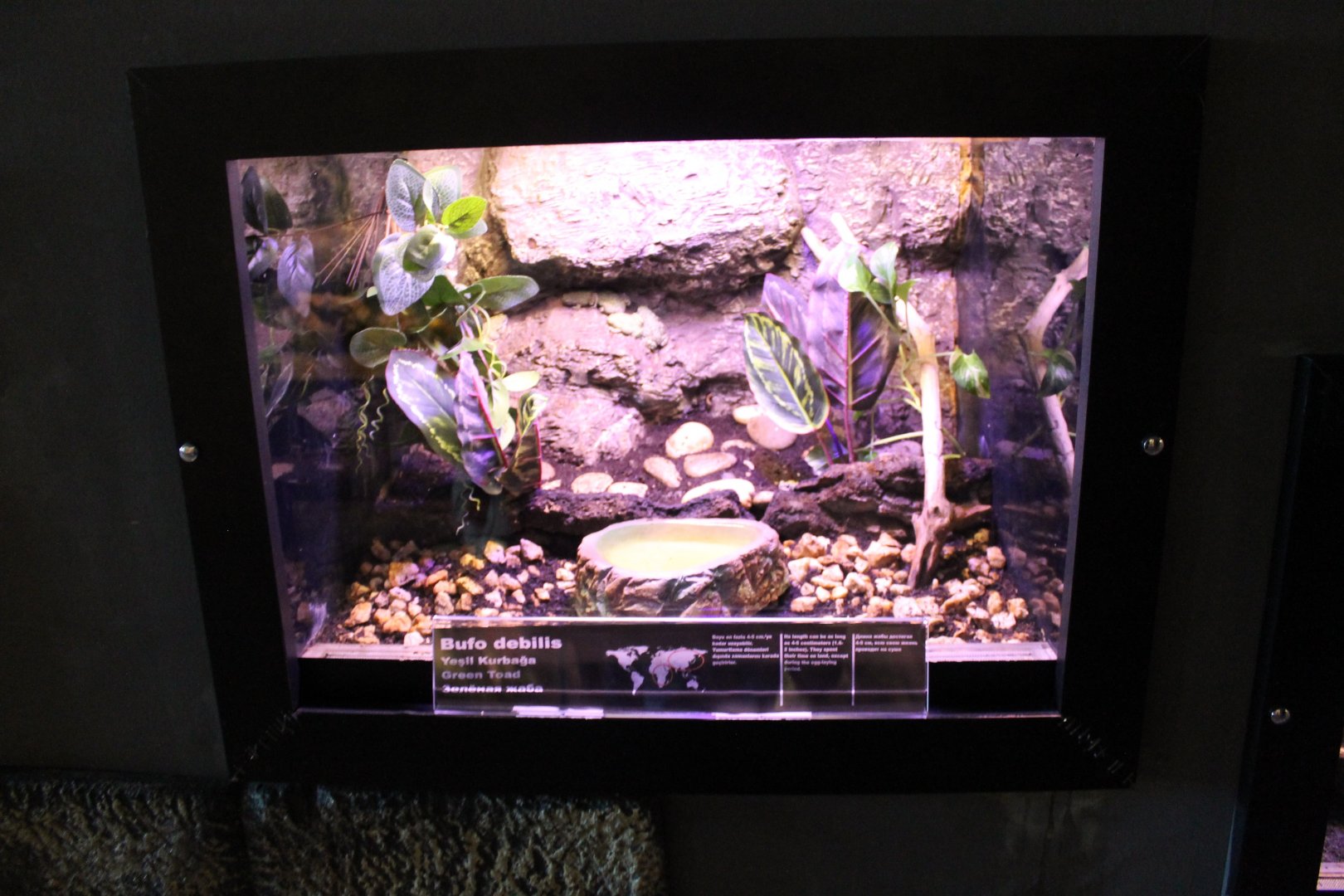 Enclosure Bufo debilis