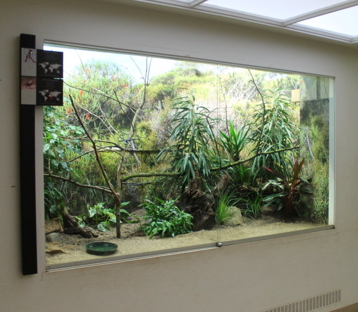 Enclosure Bulbul - Estrild