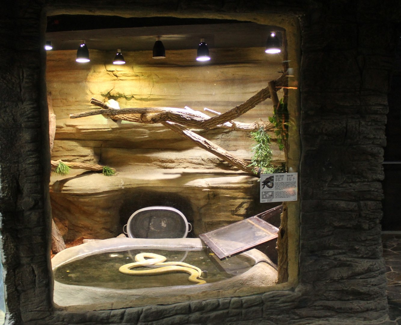 Enclosure Burmese python