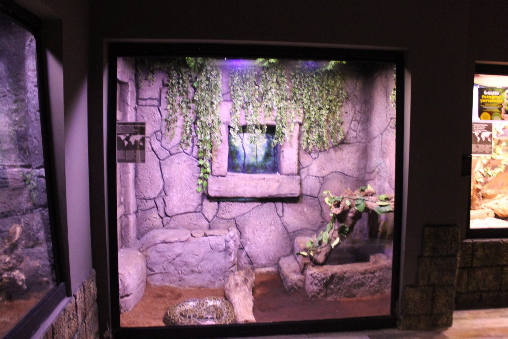 Enclosure Burmese python