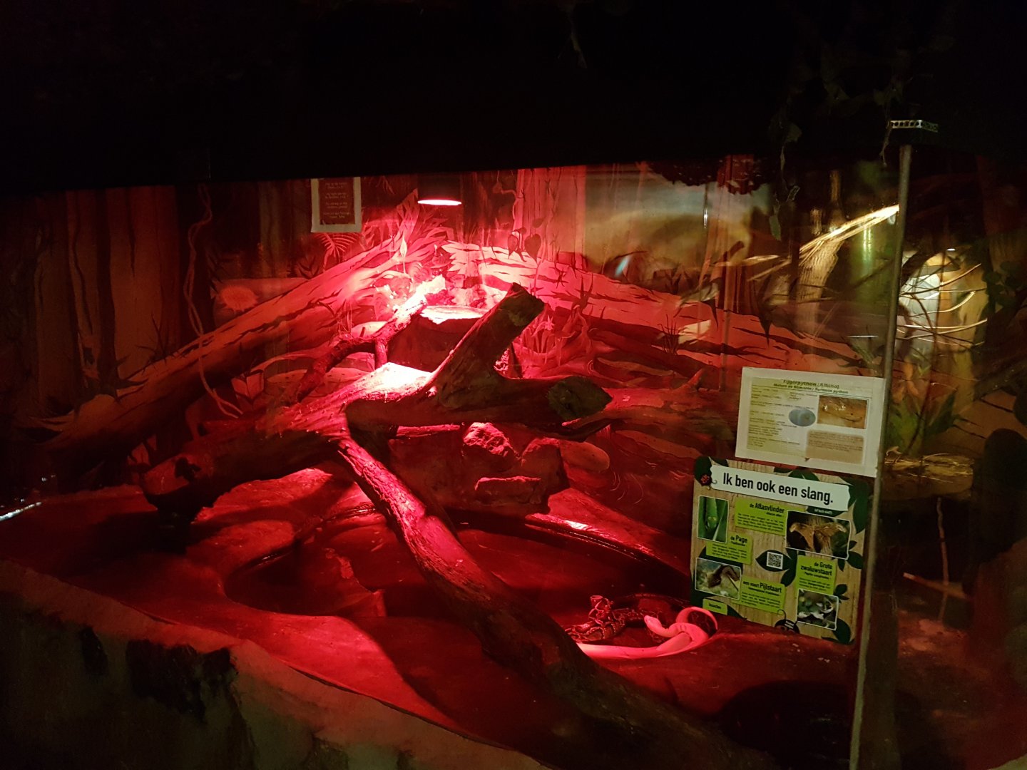 Enclosure Burmese python