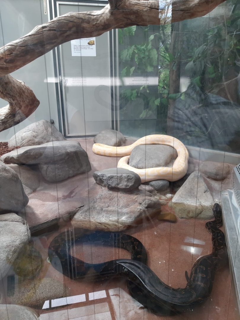 Enclosure Burmese Python