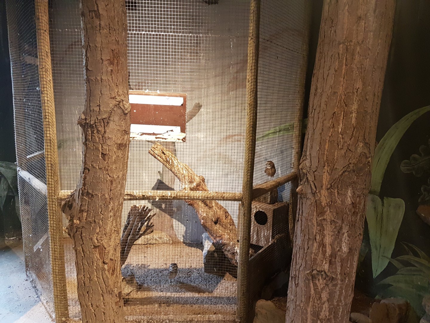 Enclosure Burrowing owl