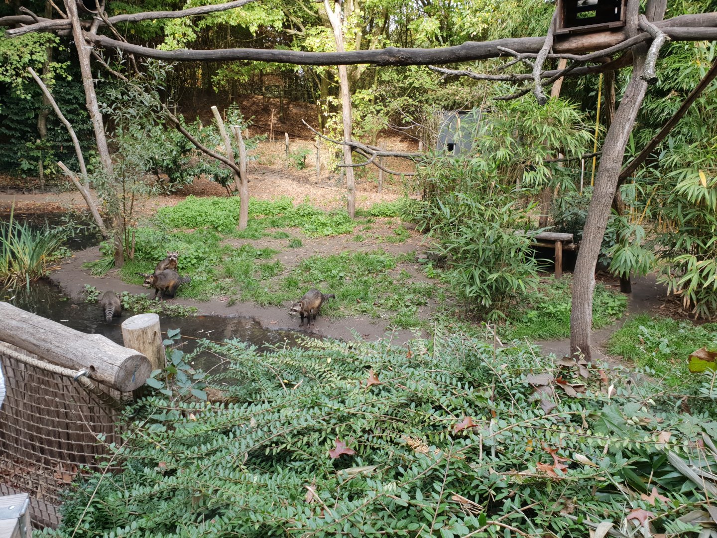 Enclosure Bush dog - Crab-eating raccoon