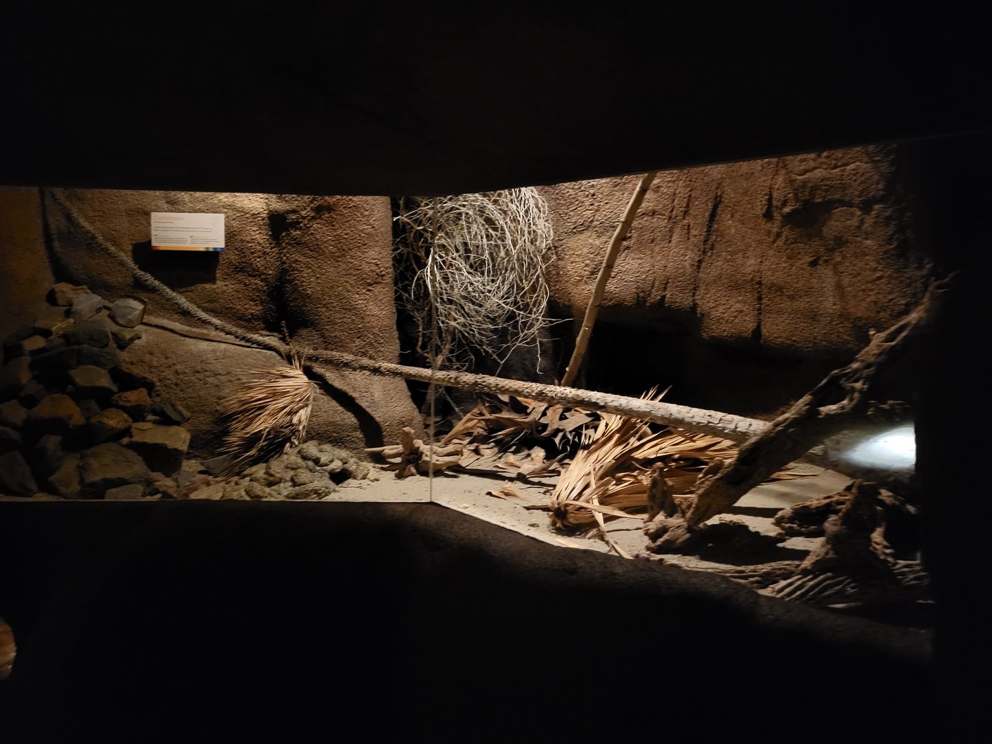 Enclosure Cactus mouse