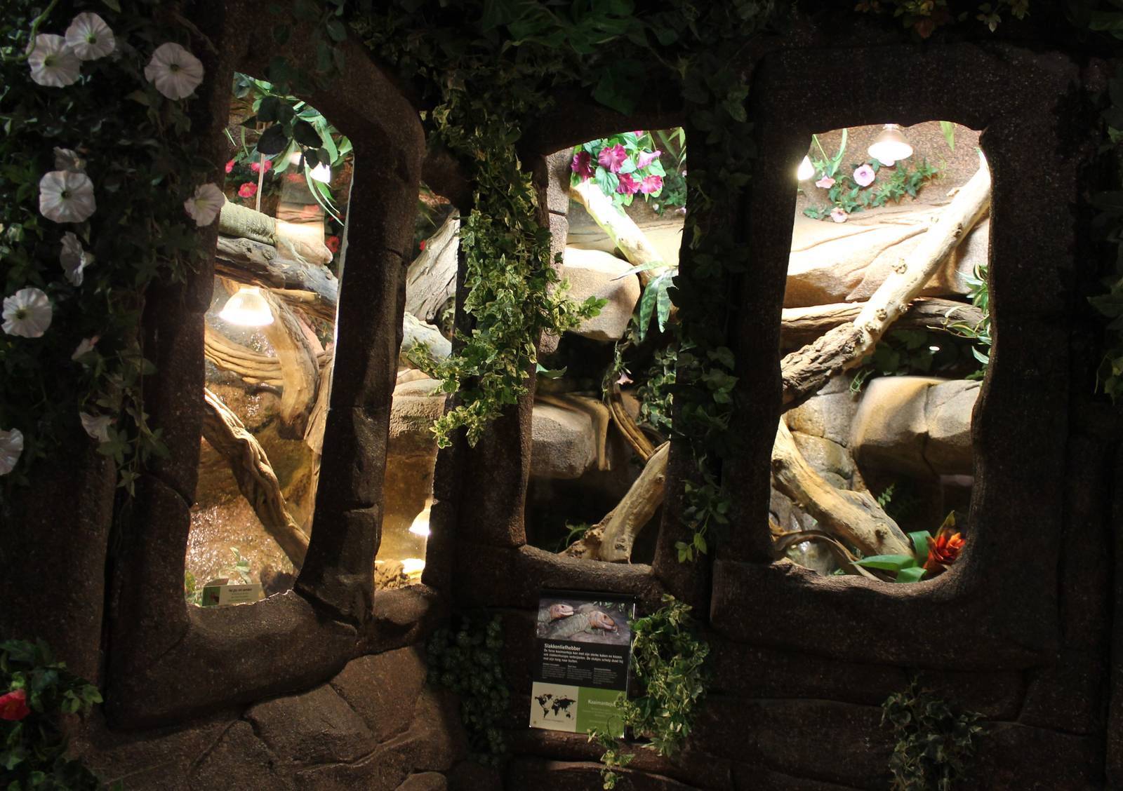 Enclosure Caiman lizard