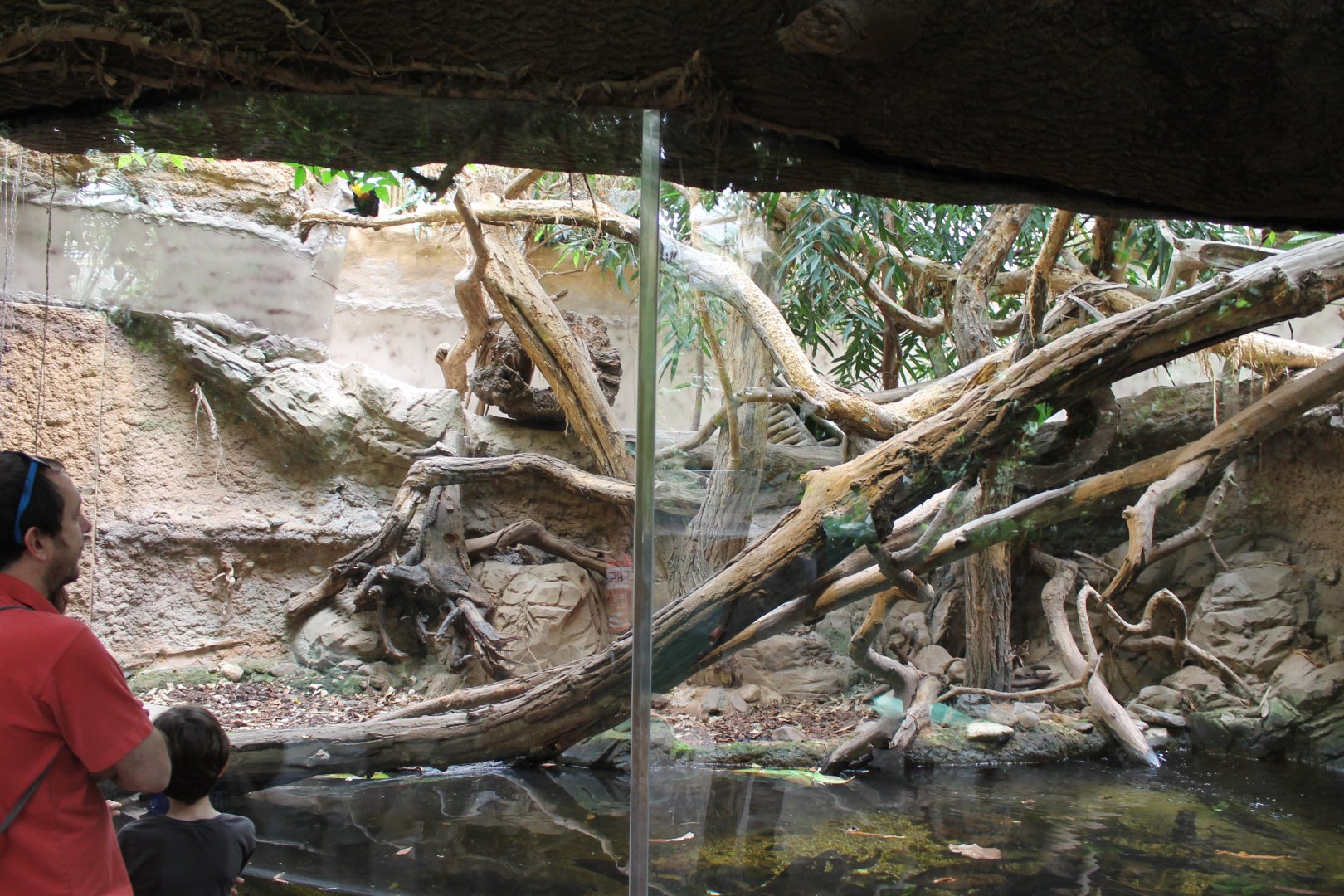 Enclosure Caiman lizard