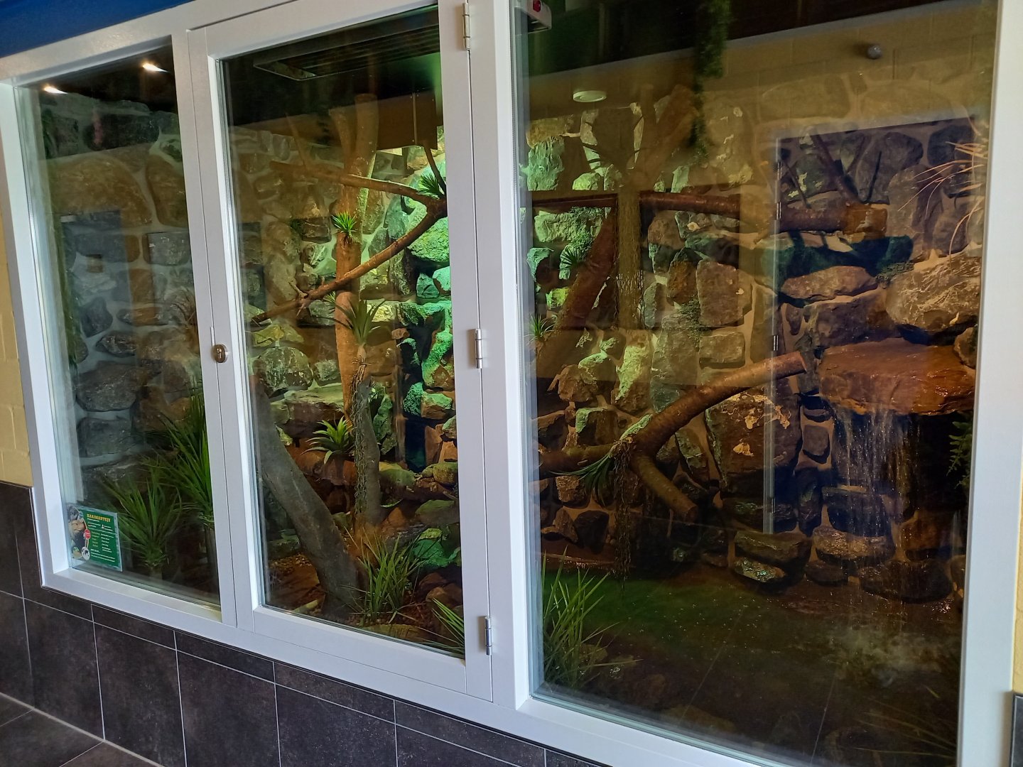 Enclosure Caiman lizard