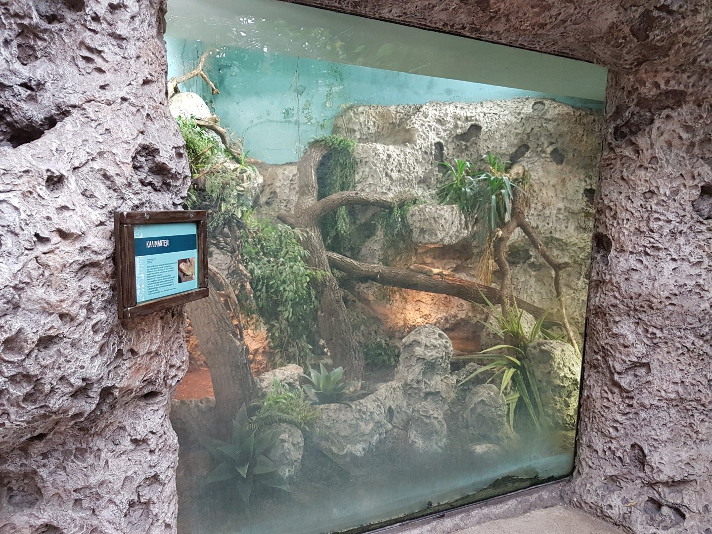 Enclosure Caiman tegu