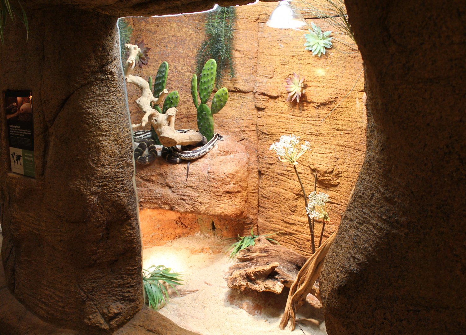 Enclosure Californian kingsnake
