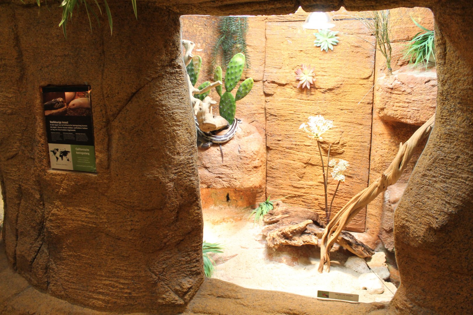 Enclosure Californian kingsnake