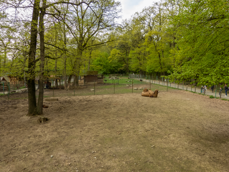 enclosure camel and goats
