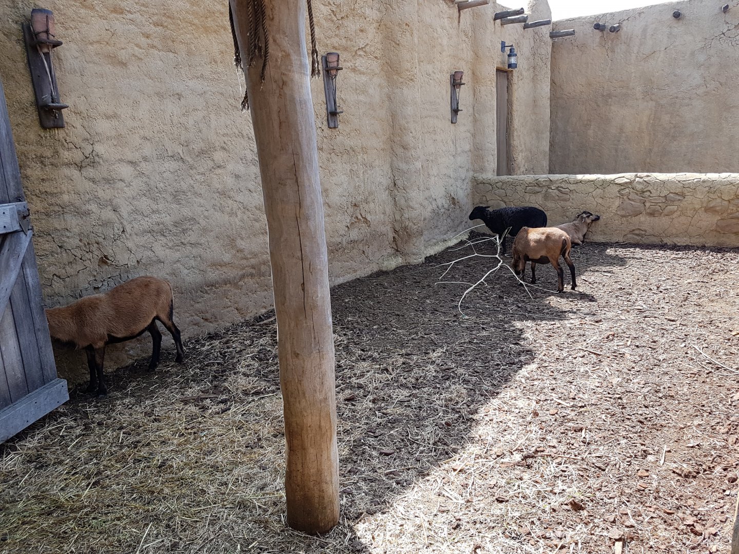 Enclosure Cameroon sheep