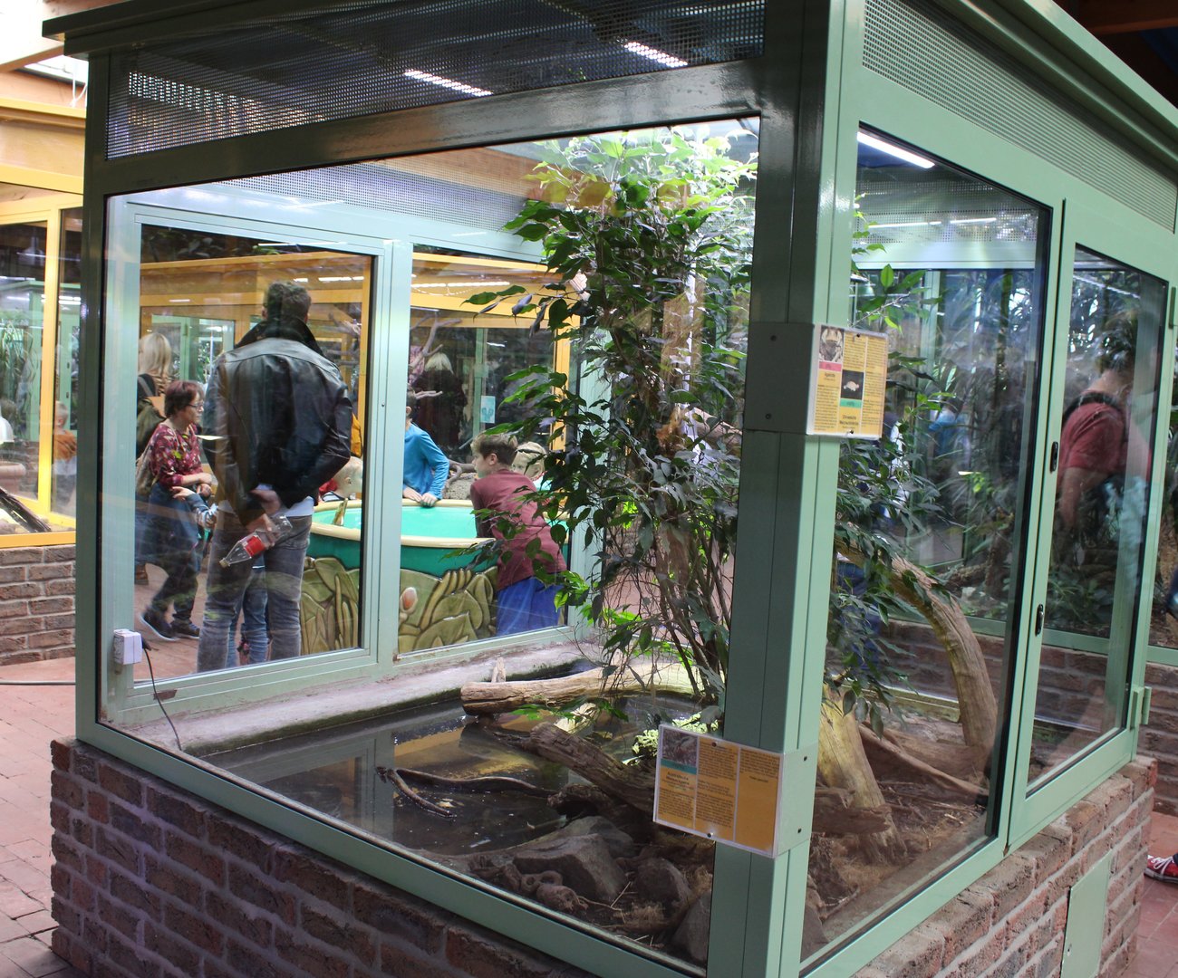 Enclosure Cane toad / Australian water dragon