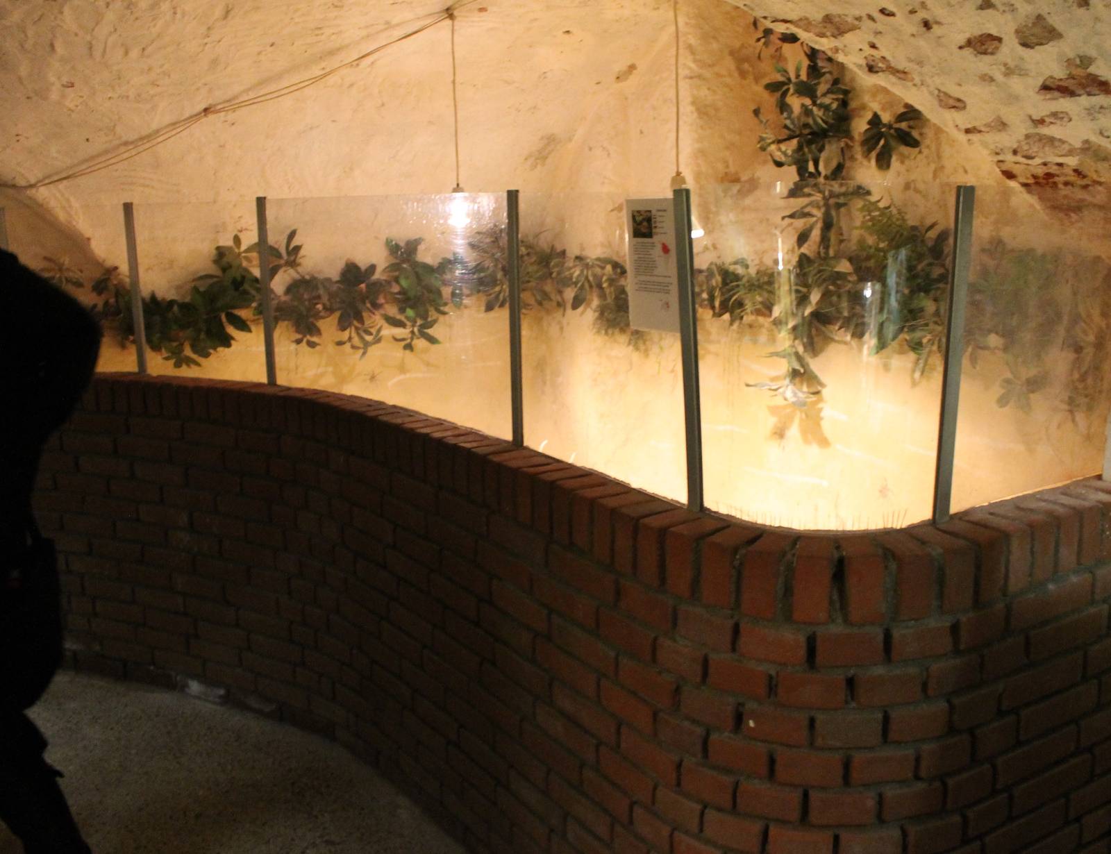 Enclosure Cane toads