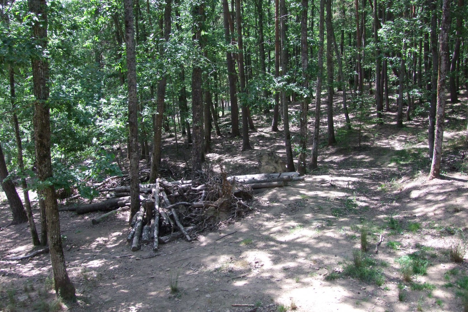 Enclosure Canis lupus