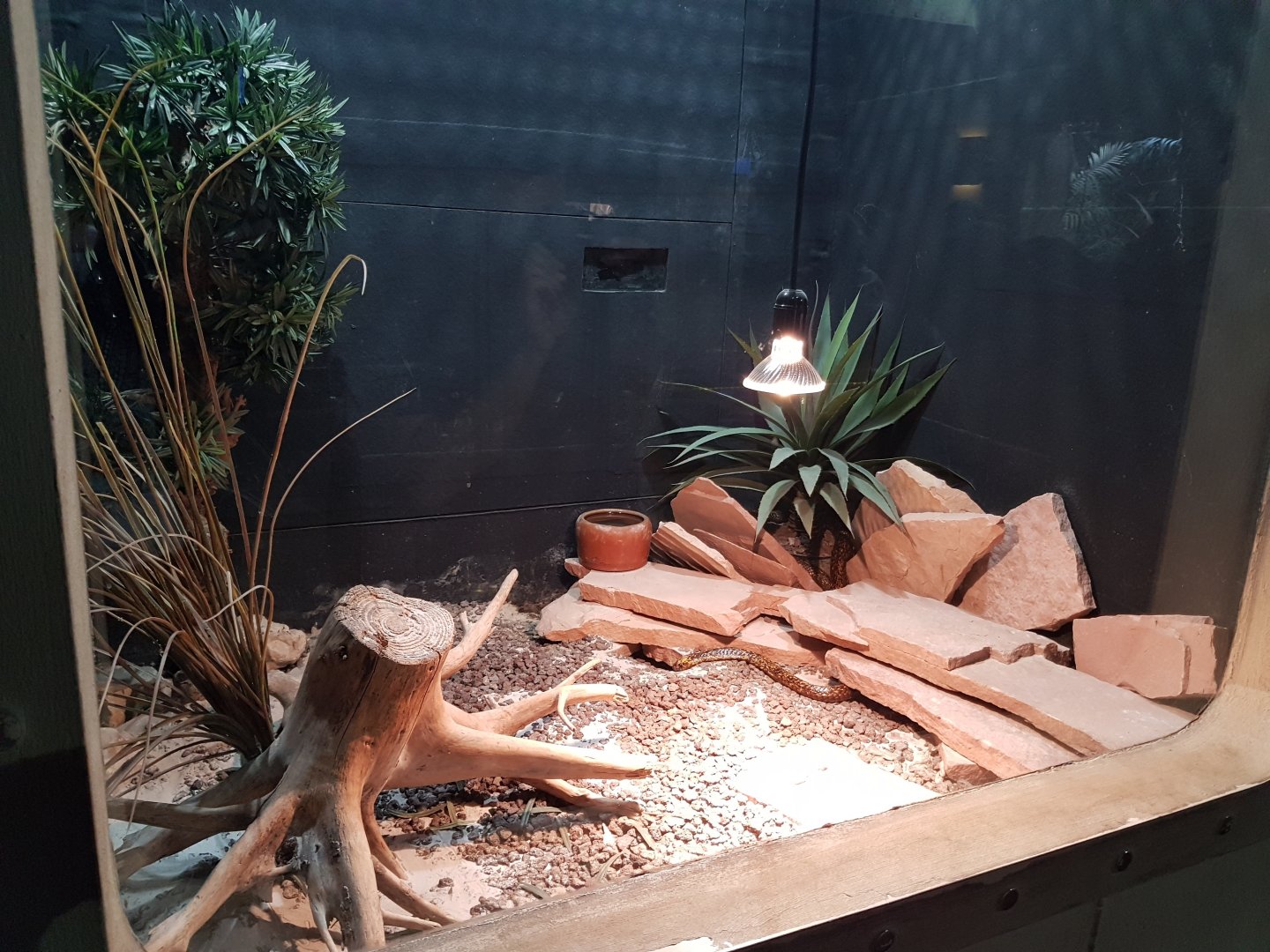 Enclosure Cape cobra