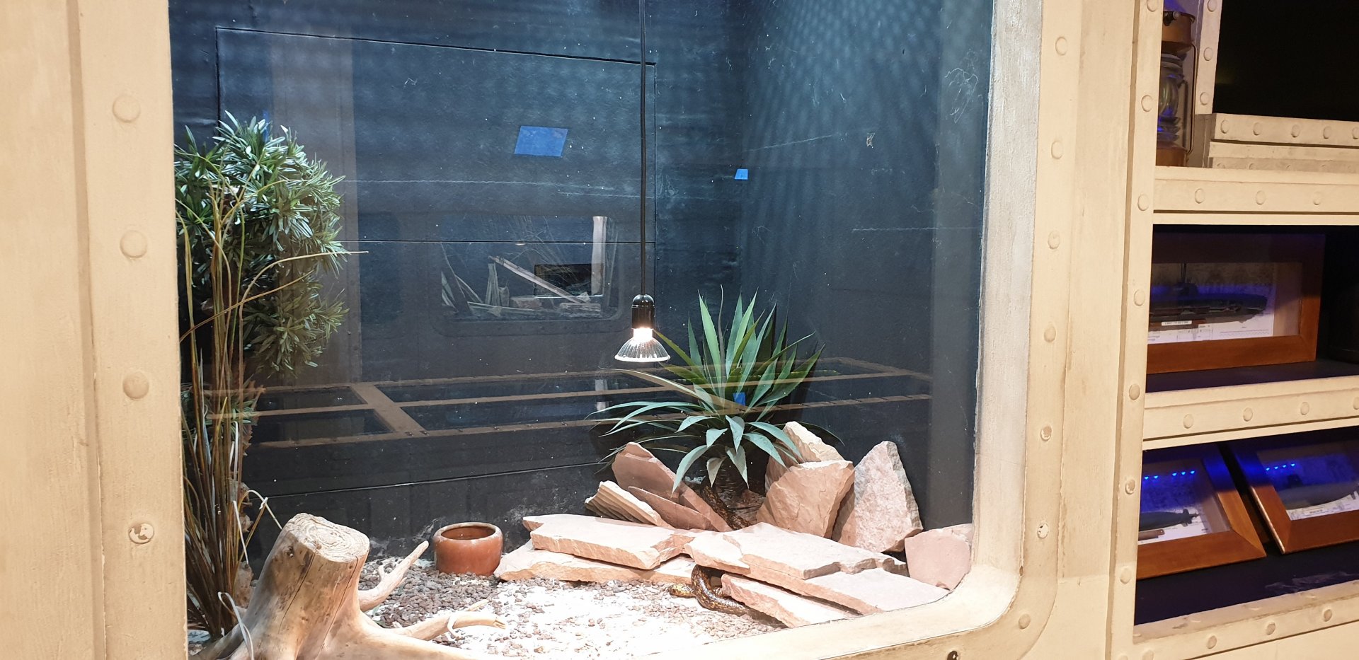 Enclosure Cape cobra