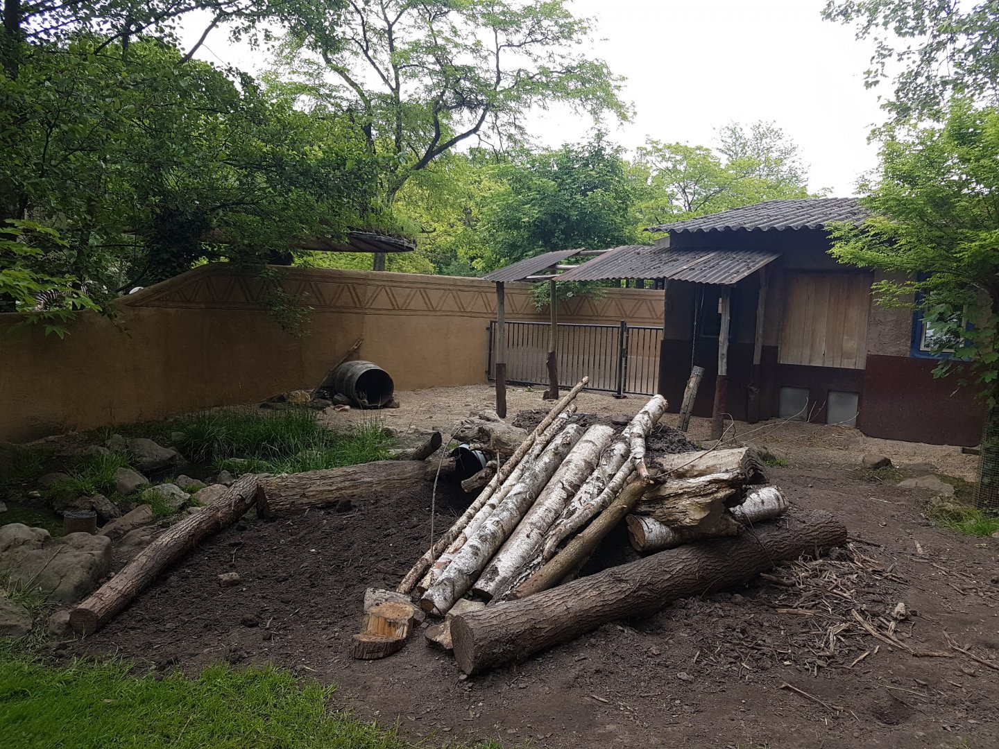 Enclosure Cape porcupine