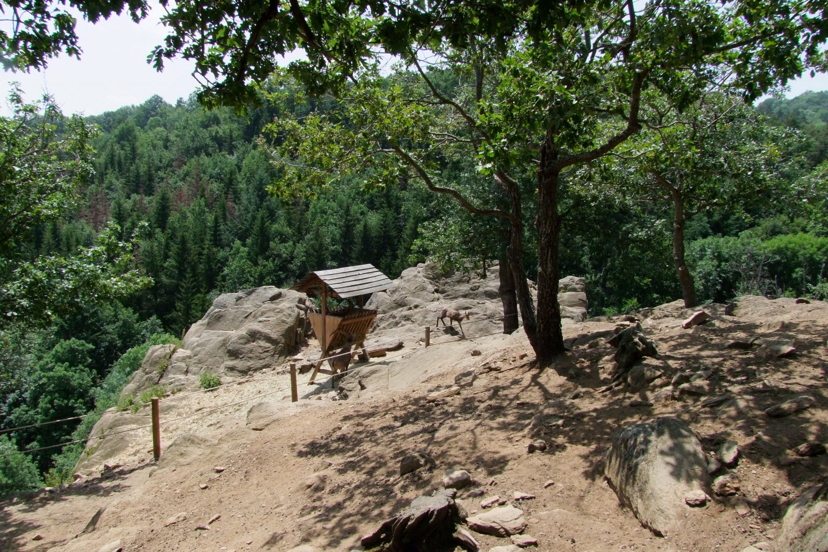 Enclosure Capra ibex - Rupicapra rupicapra