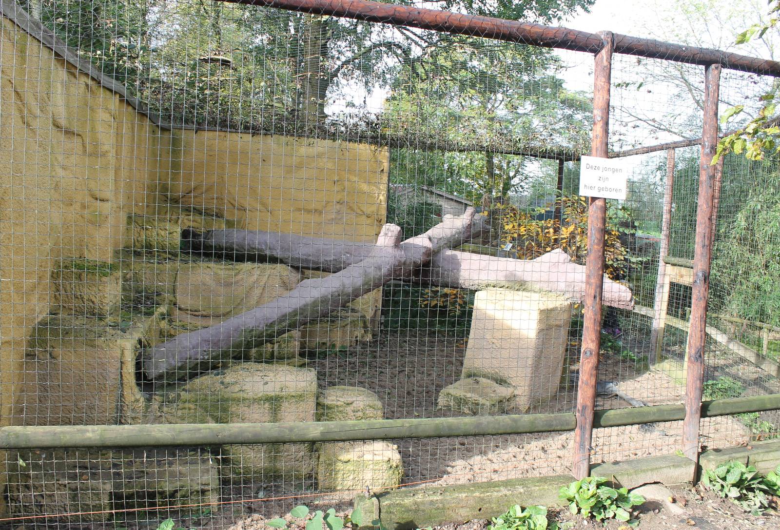 Enclosure Caracals