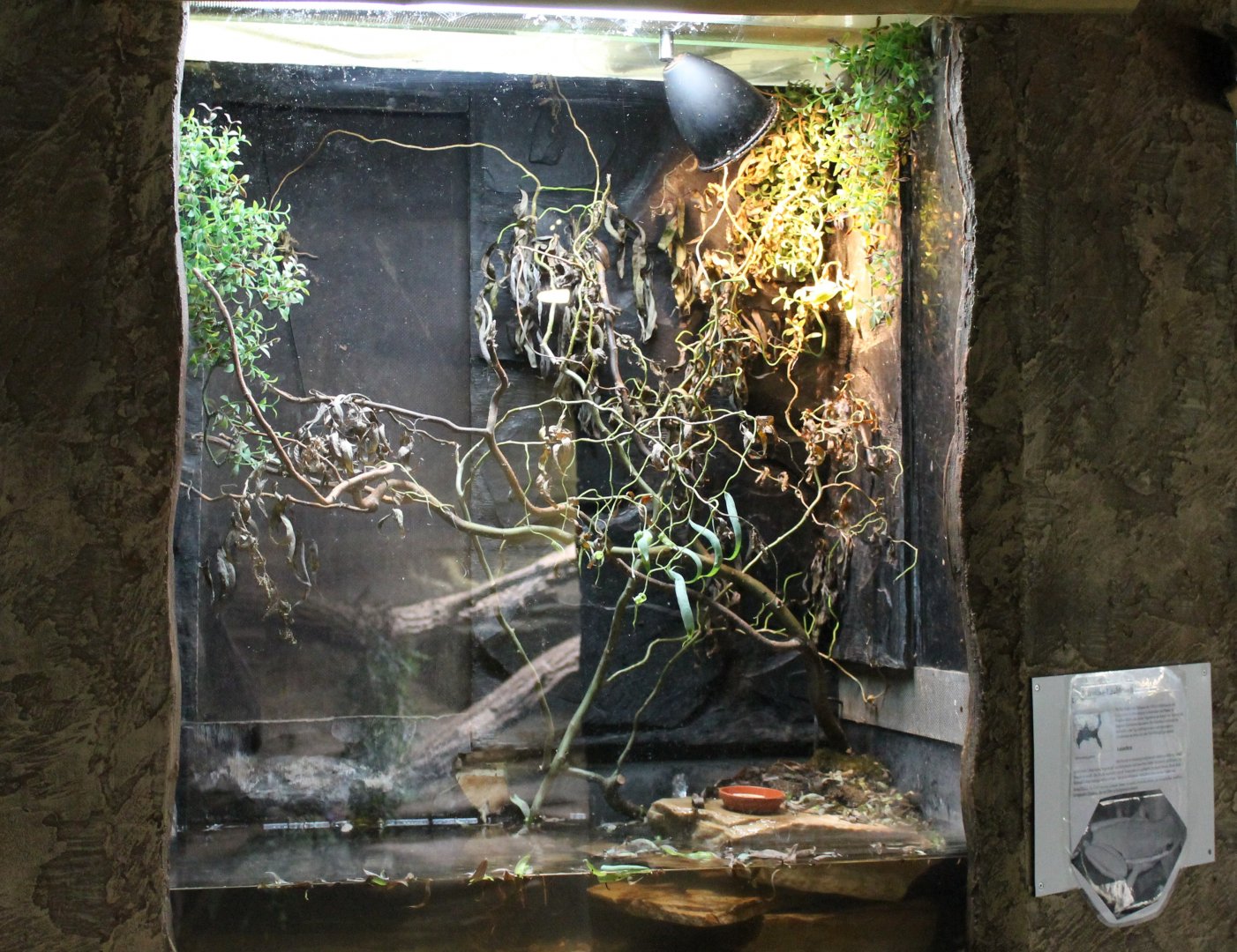 Enclosure Carolina tree frog