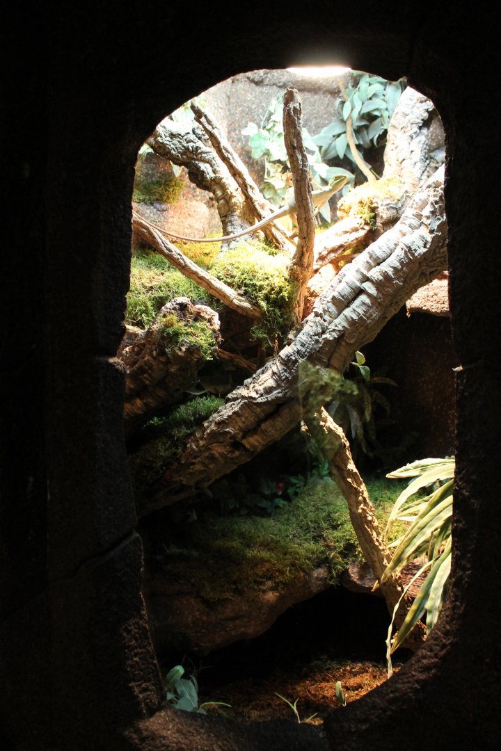 Enclosure Casquehead iguana