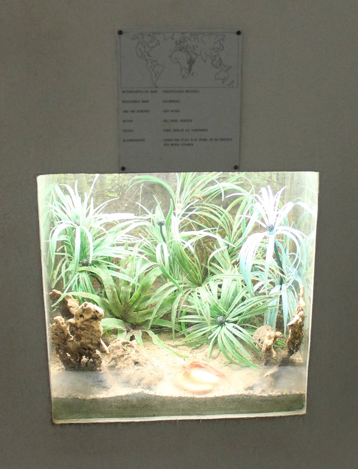 Enclosure Cave cricket