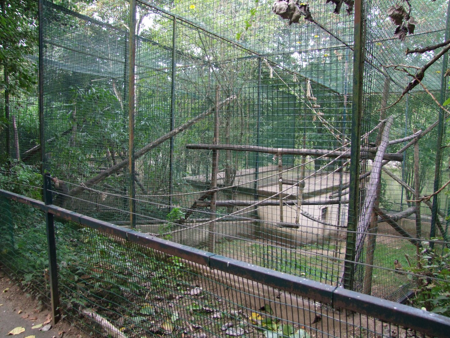 Enclosure Cebus apella