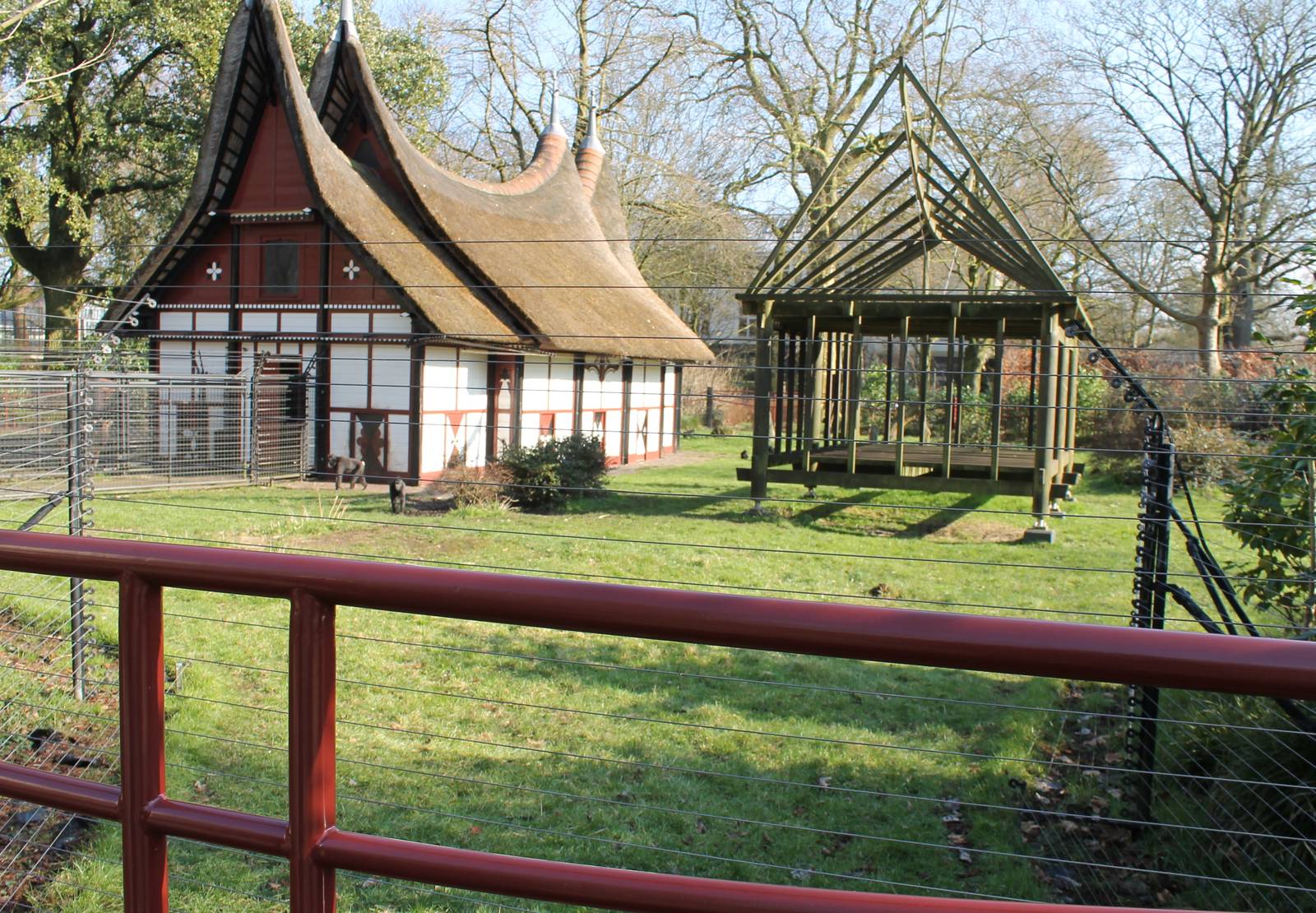 Enclosure Celebes crested macaque
