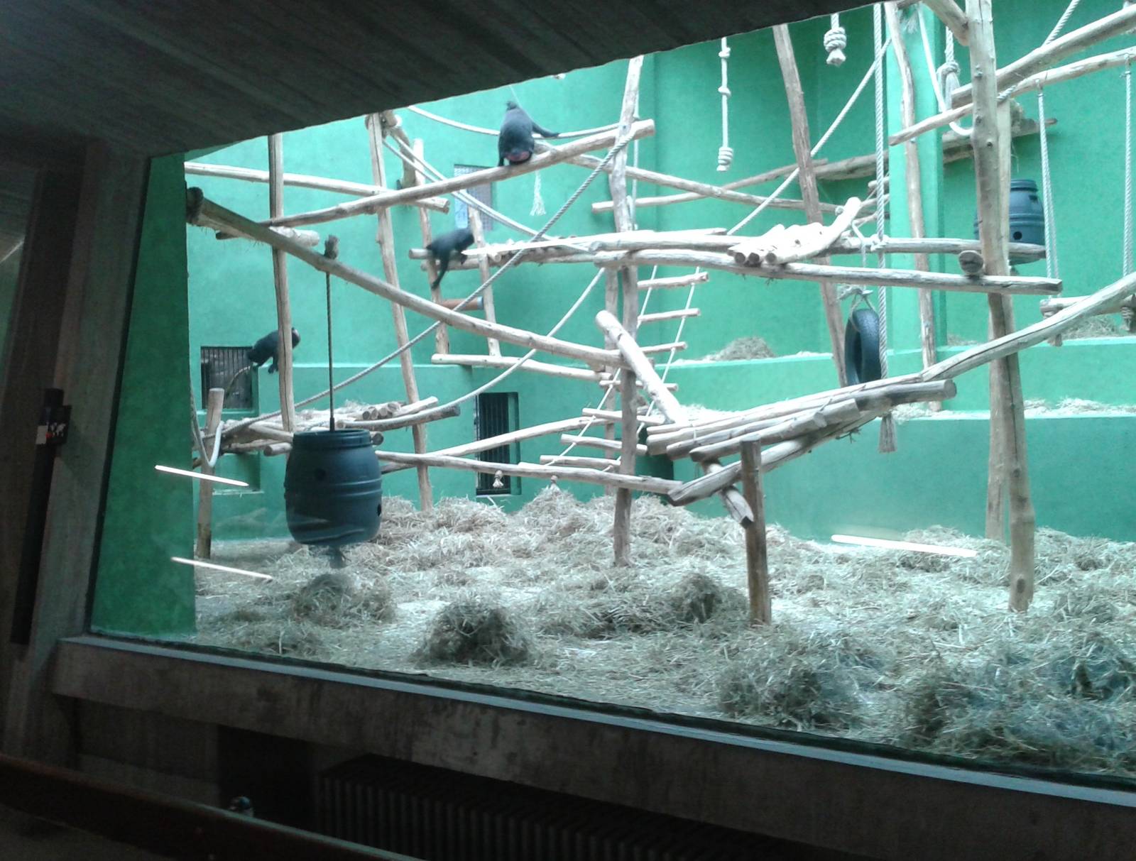 Enclosure Celebes macaques